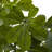 Baby Schefflera Artificial Plant