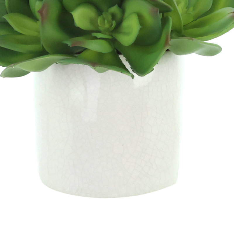 Echeveria dans un pot en céramique