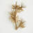 Albizia 3 - Light Design Wall Light