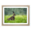 Lone Hare - Picture Frame Painting Print-56633563-56633564