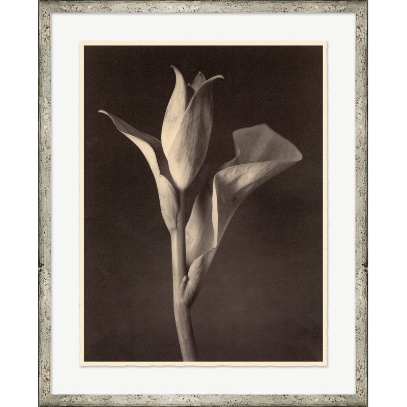 Sepia Flowers 2 Print