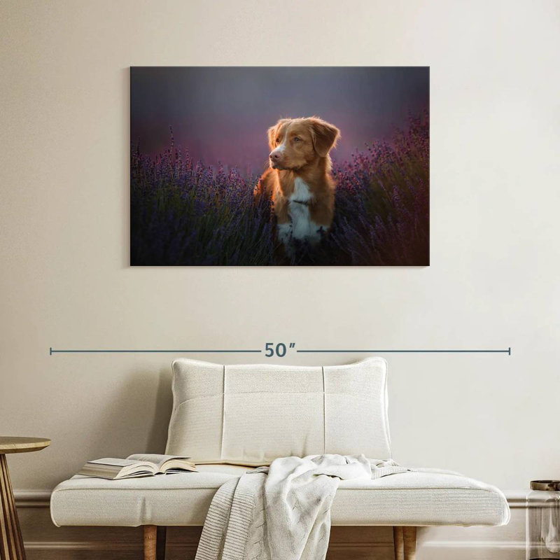 Golden retriever dans un champ de lavande, H 26 po x l 39 po