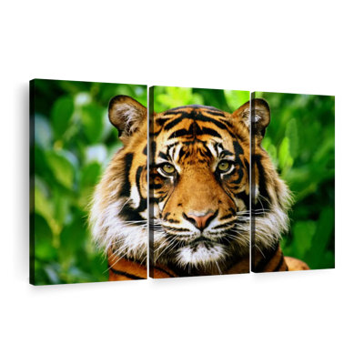 " Sumatran Tiger Gaze " on