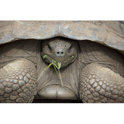 " Galapagos Land Turtle " by Piccaya