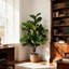 Figuier figuier en pot 41,25 po Amee