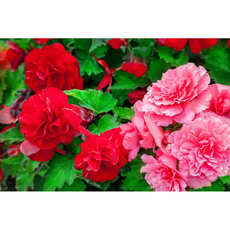 Begonia - Photographie sur toile tendue, H 20 po x l 30 po