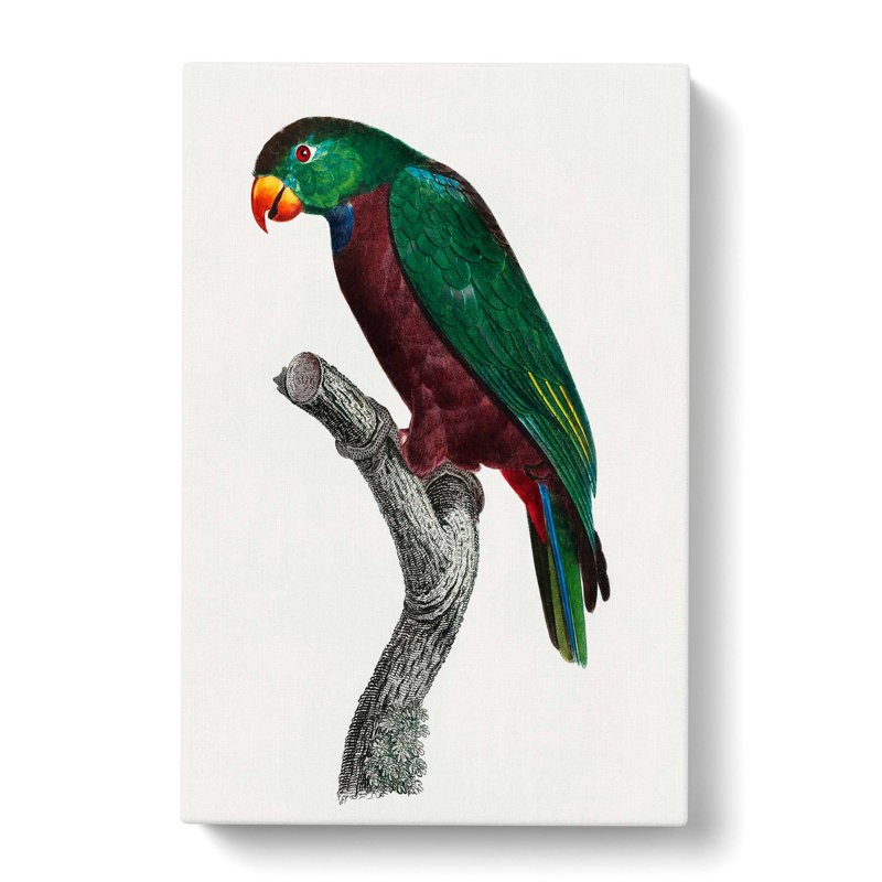 Parrot by F. Levaillant - Wrapped Canvas, 76cm H x 50cm W x 3cm D