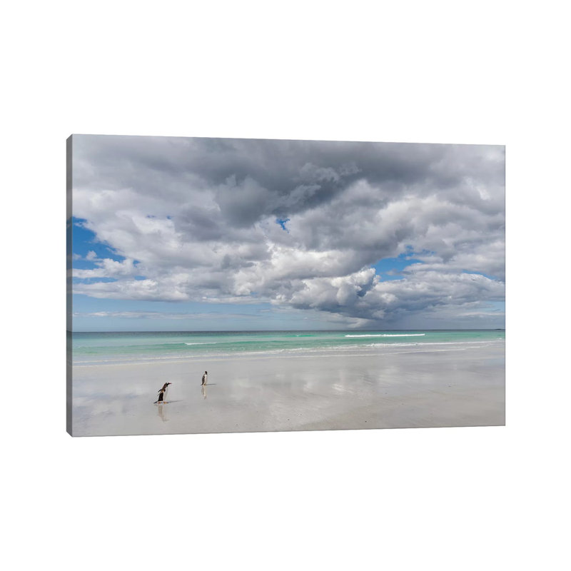 Gentoo Penguin On The Sandy Beach Of Volunteer Point, Falkland Islands by Martin Zwick - Wrapped Canvas Gallery-Wrapped Canvas Giclée