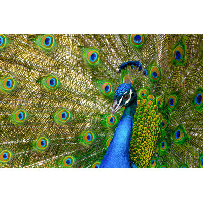 Paon, plumes, bleu, vert