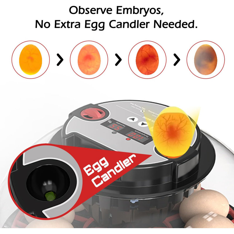 Smart Chicken Incubators for Hatching Eggs with Automatic Turner Small Poultry Duck Quail 12 Egg Incubator Temperature Control Display Hatcher Machine (M12 Pro)
