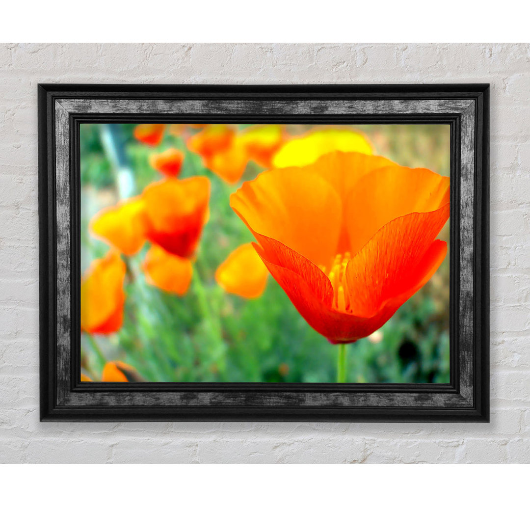 California Poppies Orange - Einzelne Bilderrahmen Kunstdrucke