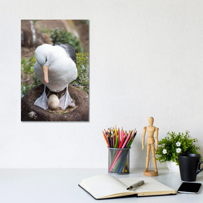 Adult With Egg On Tower-Shaped Nest. Black-Browed Albatross Or Black-Browed Mollymawk, Falkland Islands. by Martin Zwick - Wrapped Canvas Gallery-Wrapped Canvas Giclée