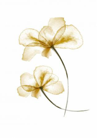 Wrapped Canvas Print, 76.2 cm H x 50.8 cm W