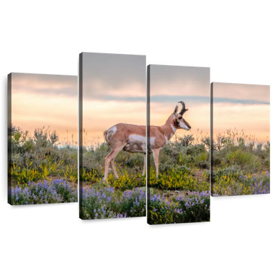 Antilope Brampt