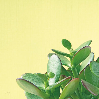 Succulent Simplicity IV 1 Piece Wrapped Canvas Wall Art