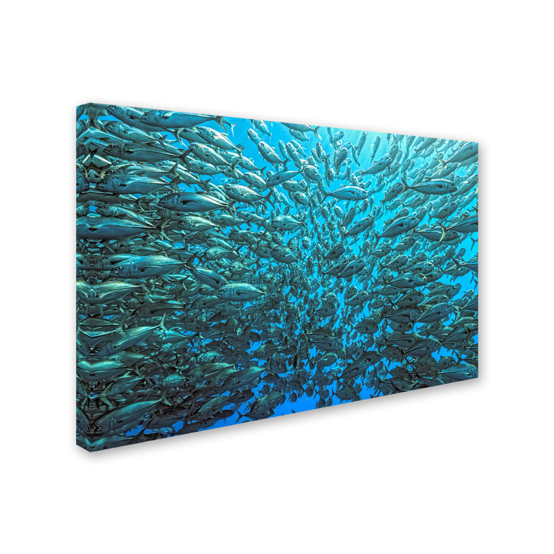 « split school of jackfish », reproduction de photo sur toile tendue, 16 po x 24 po