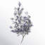 Valdes Lavender Stems