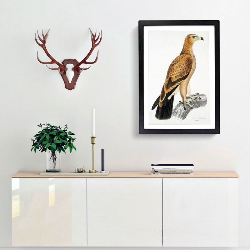 Tawny Eagle by John Edward Gray - Picture Frame Graphic Art Print, Black Framed, 65cm H x 48cm W x 2cm D