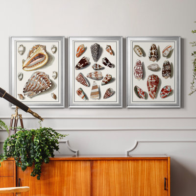 Collected Shells IV - 3 Piece Picture Frame Painting Set on Canvas