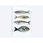 «Four Fish I», reproduction sur toile-72141000-72140999-32496895