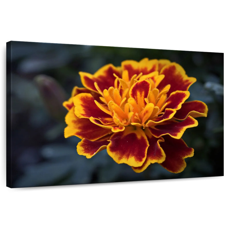 Harnek Red Marigold Flower, 32" H x 48" W