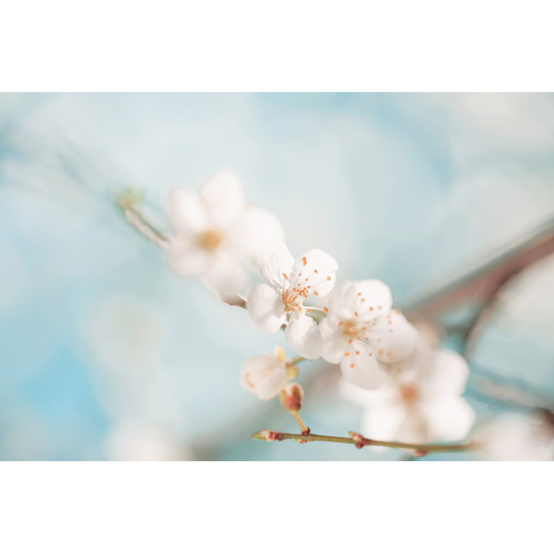 Flowers by Ultramarinfoto - Wrapped Canvas Print, 51cm H x 76cm W
