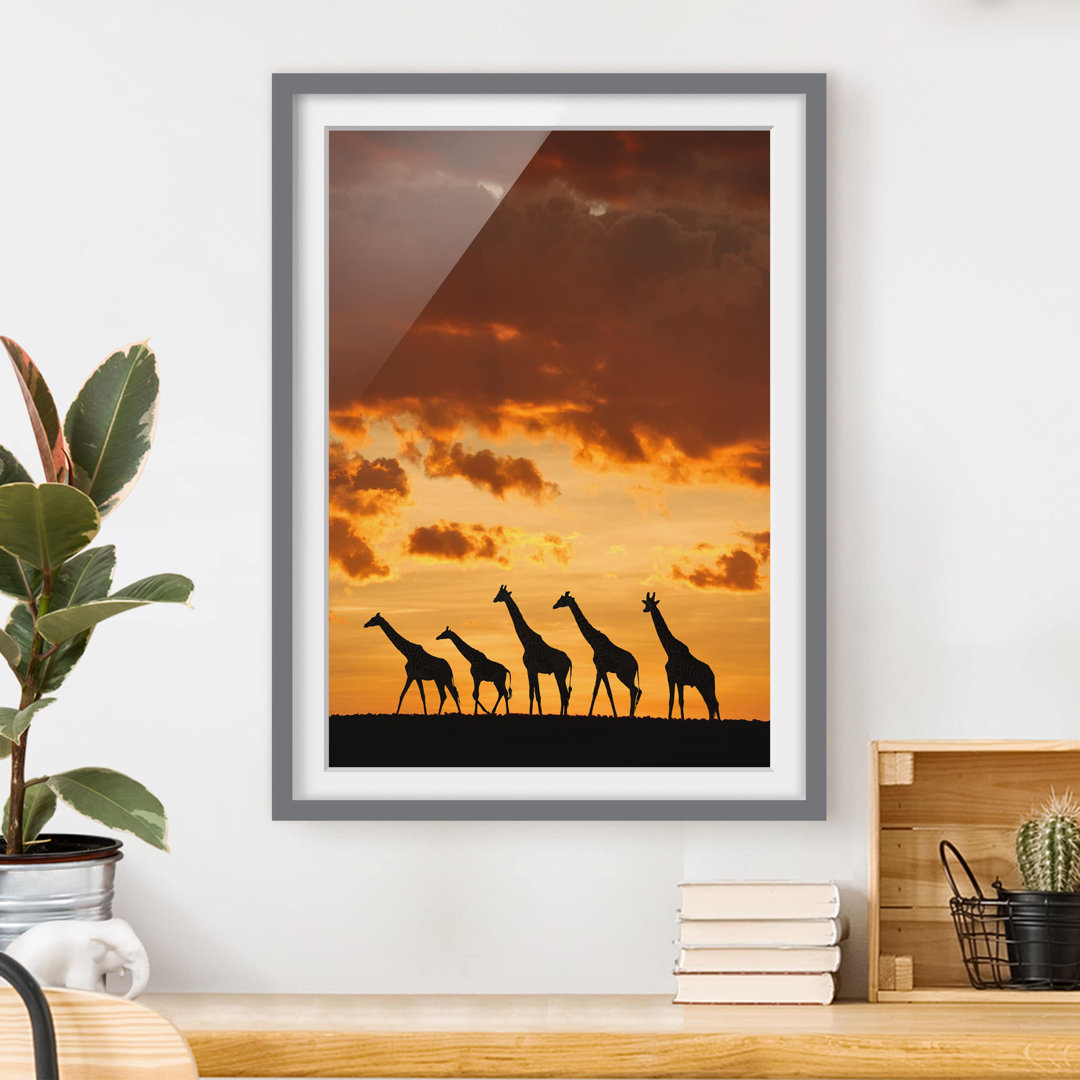 Gerahmtes Poster Five Giraffes