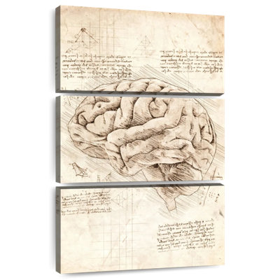 Human Brain