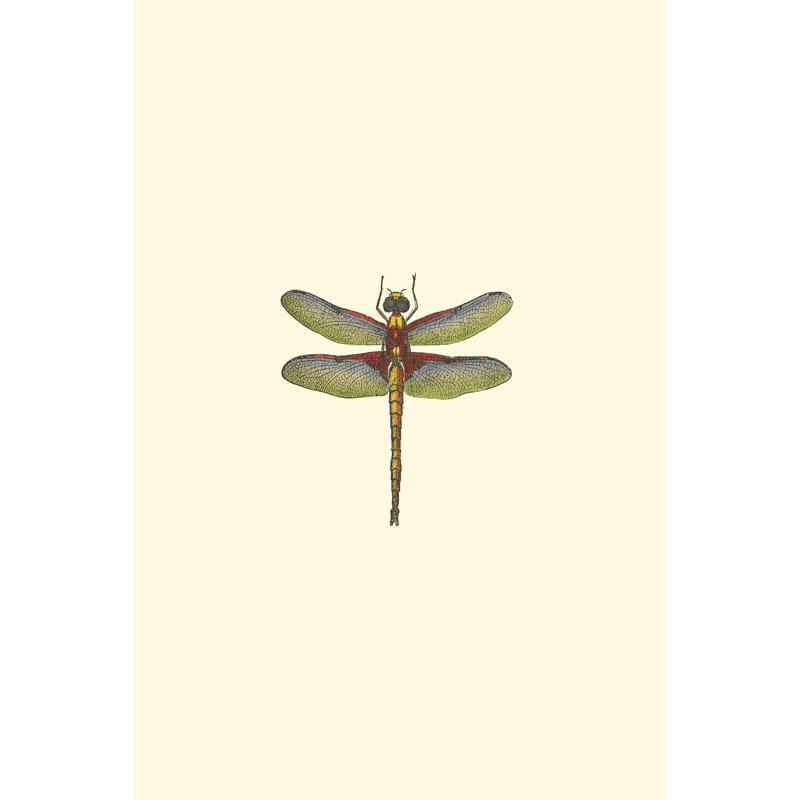 Miniature Dragonfly IV (JR) by Vision Studio - Wrapped Canvas Painting, 122cm H x 81cm W