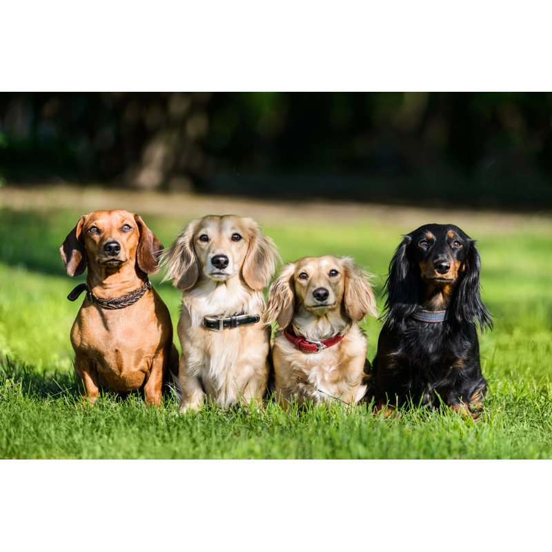 Four Dachshunds Sitting In Row On Grass by Olgagorovenko - Wrapped Canvas Print, 61cm H x 91cm W x 3.8cm D