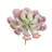 Succulent Arrangement