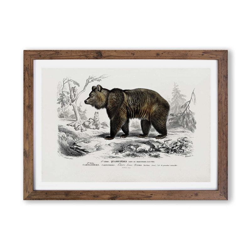 Brown Bear - Single Picture Frame Painting, 33cm H x 45cm W x 2cm D, Walnut