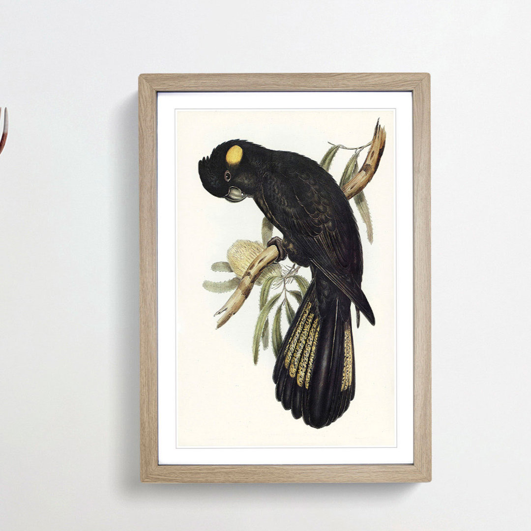 Funereal Cockatoo by Elizabeth Gould - Framed Print