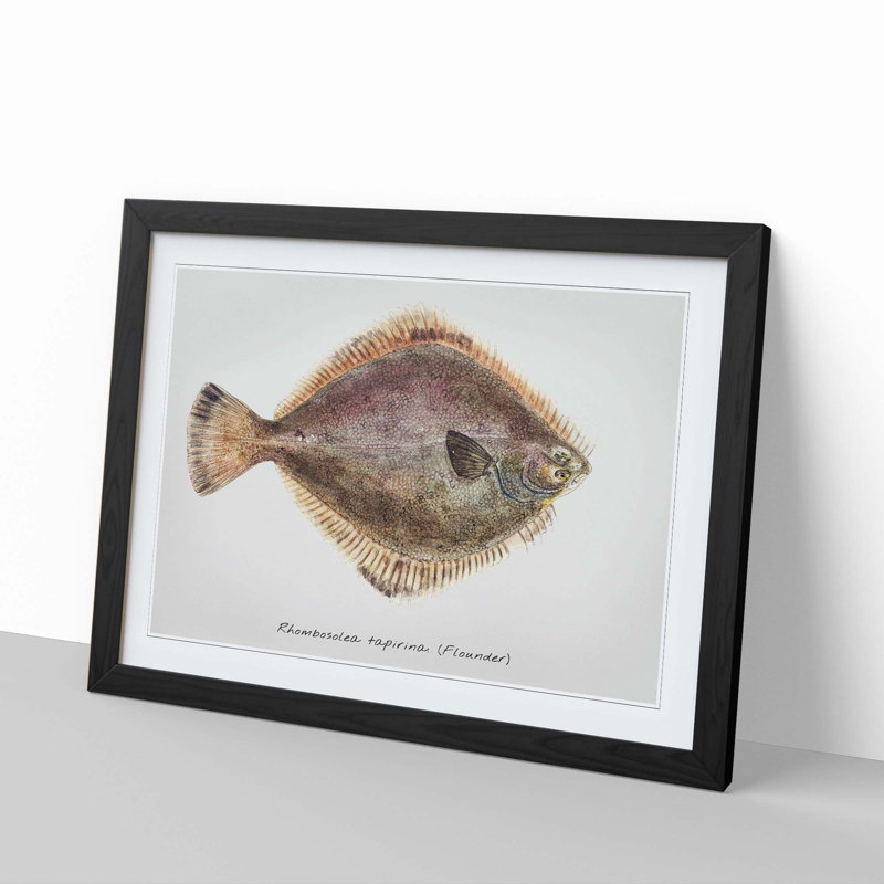 Illustration of a Flounder Fish by F.E. Clarke - Picture Frame Graphic Art Print, Black Framed, 27cm H x 36cm W x 2cm D