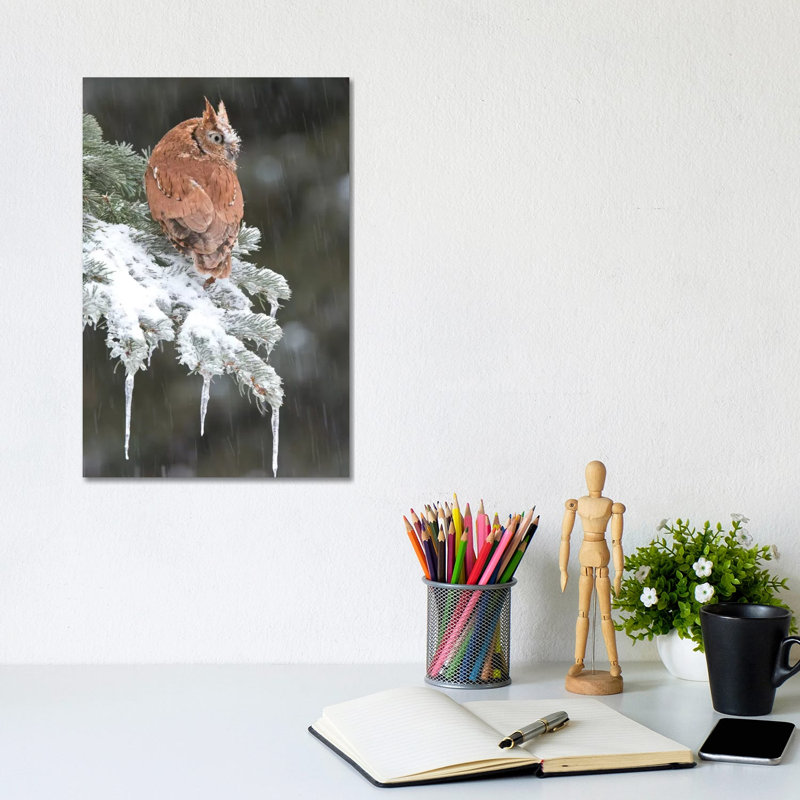 Eastern Screech Owl Red Morph In Winter, Howell Nature Center, Michigan by Steve Gettle - Wrapped Canvas Print