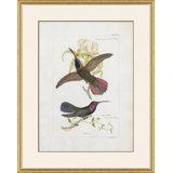 Hummingbirds Giclee Print by John Gould