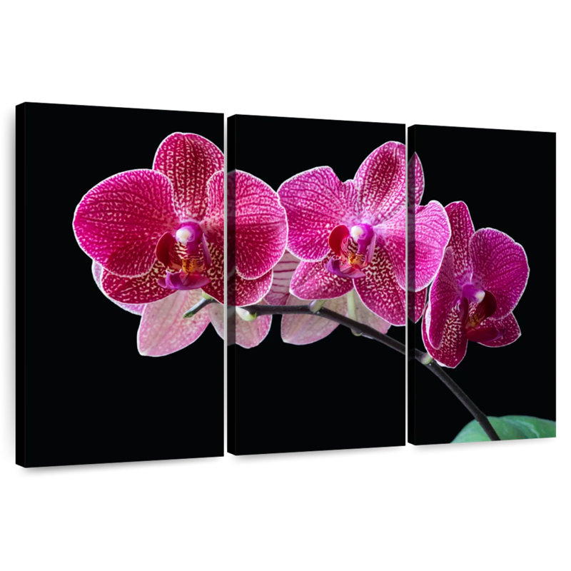 Orchidée, H 20 po x l 33 po