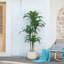 Dracaena artificiel Adcock résistant aux rayons UV, grande plante Dracaena pour la décoration intérieure intérieure-891791148-891692808