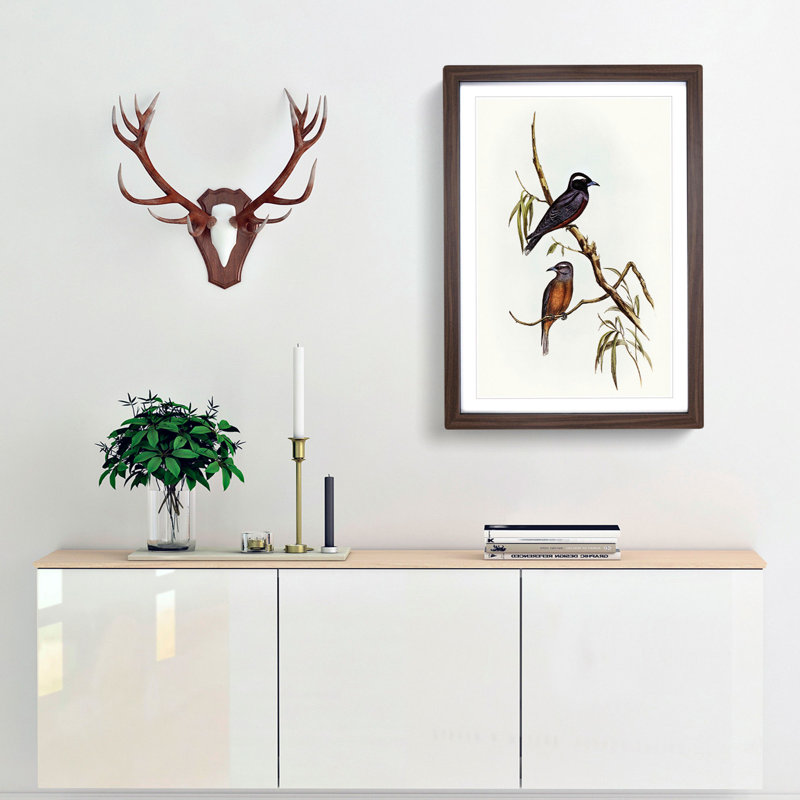 White-Eyebrowed Woodswallows by Elizabeth Gould - Picture Frame Painting Print, 36cm H x 27cm W x 2cm D, Walnut Framed