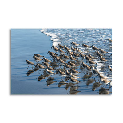 «Sandpipers at Kalaloch», reproduction de photo