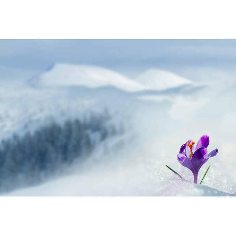 " Flower Crocus, Blooming Spring " by Macrowildlife,  48" W x 32" H 
