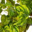 Pothos