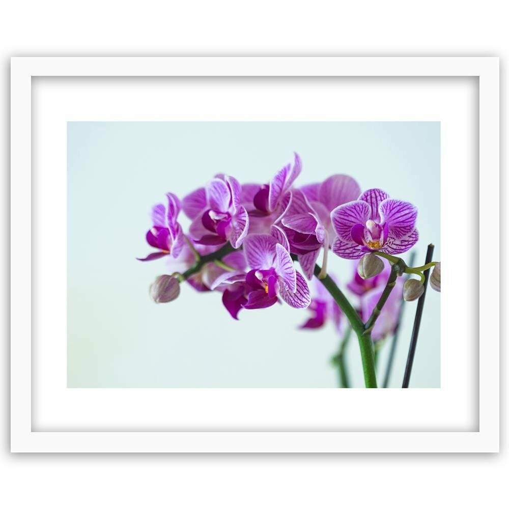 Gerahmter Fotodruck Lila Orchidee