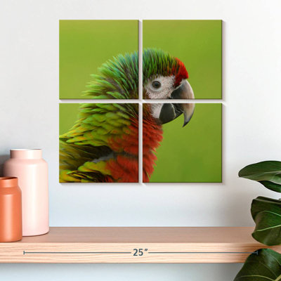 Brampt Macaw Bird Head