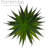 Primrue - Artificial Agave, Agave Stricta