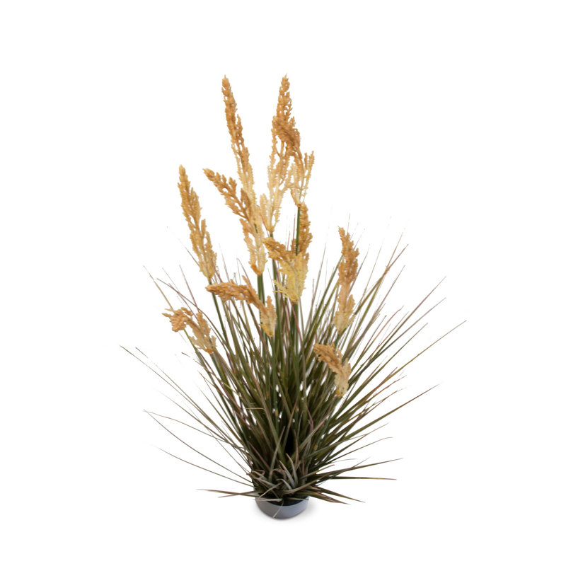 Field Grass