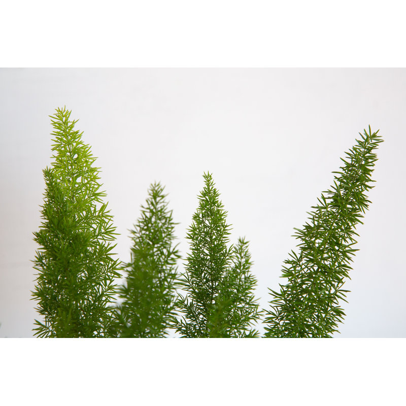 2.5 Quart Foxtail Fern in Black Plastic Pot