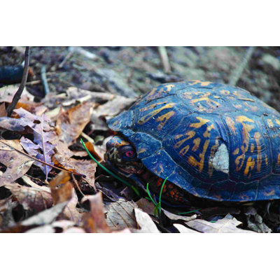 Tortue - photographie sur toile tendue