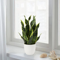 Wayfair  Snake plant Faux Plants You'll Love in 2024