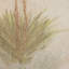 Yucca by Paul Meyer-1204937999